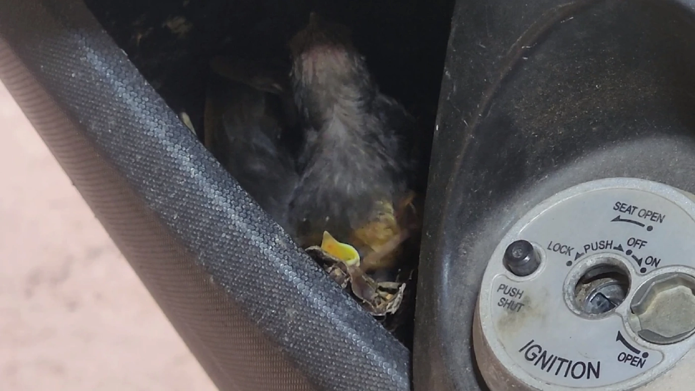 "นกกางเขนดง" ทำรังออกไข่ฟัก 4 ตัว ที่จยย.สายตรวจ ตร.ใจบุญ ยอมใช้มอ'ไซค์ส่วนตัวแทน