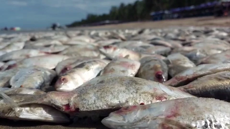 ปลาเน่าลอยเกลื่อน"หาดบางแสน" เรือลากอวนมักง่าย ปลด"ปลาหางโกย"ทิ้งลงทะเล