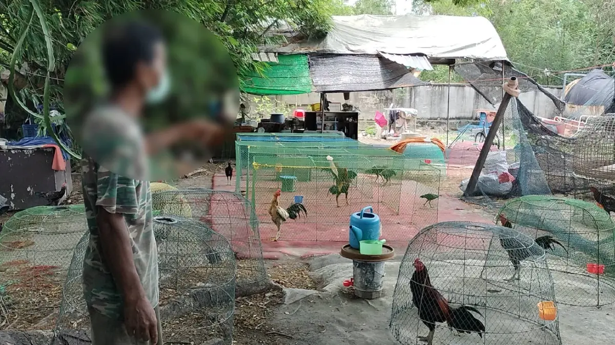 4 วัยรุ่น ลักไก่ชน 7 ตัว มูลค่าเกือบล้านบาท ตร.เร่งล่าตัว