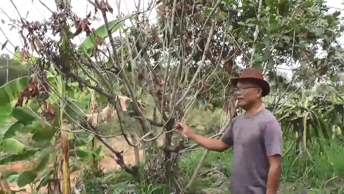 วิกฤต"เอลนีโญ" สัญญาณแล้งหนักมาเร็ว สวนผลไม้ทยอยยืนต้นตาย