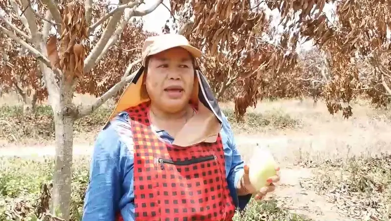 นางพัชรี ซำเผือก อายุ 55 ปี เกษตรกรผู้ปลูกมะม่วงน้ำดอกไม้สีทอง