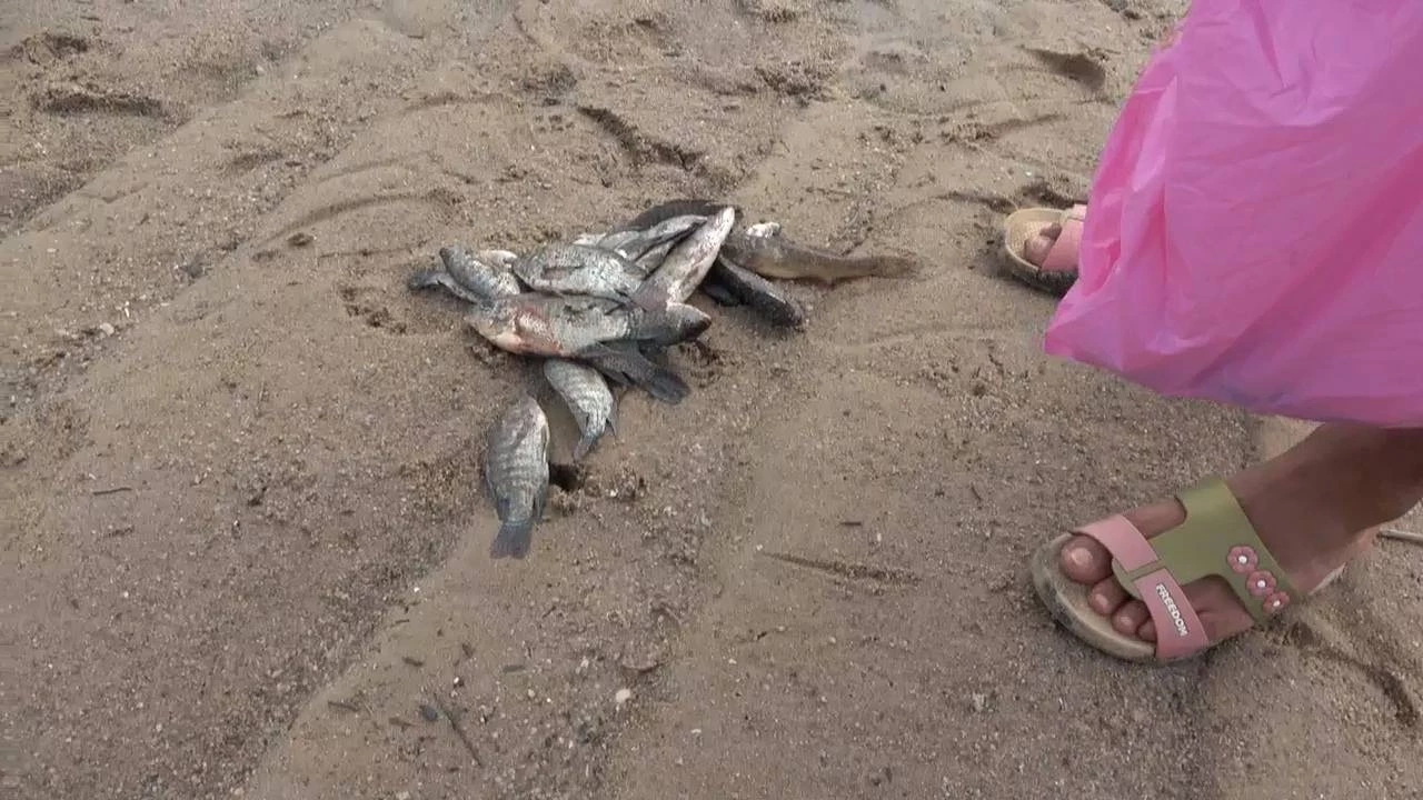 ผวาสารพิษ ปลาตายผิดธรรมชาติ เกลื่อนคลองระยอง เตือนนำไปทำอาหารต้องระวัง