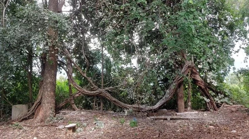 จนท.สัตว์ป่าฯ ลงพื้นที่เก็บตัวอย่างนกกระยาง หลังบุกยึดป่าหลังโรงเรียน