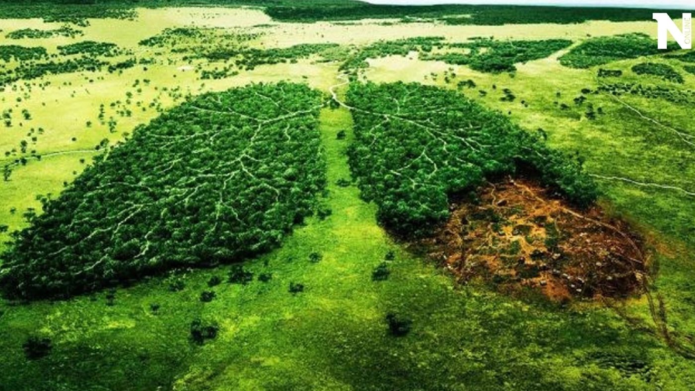 โลกร้อง คำมั่นสัญญายุติการตัดไม้ทำลายป่าที่ COP26 กำลังไปแบบผิดแผน!!