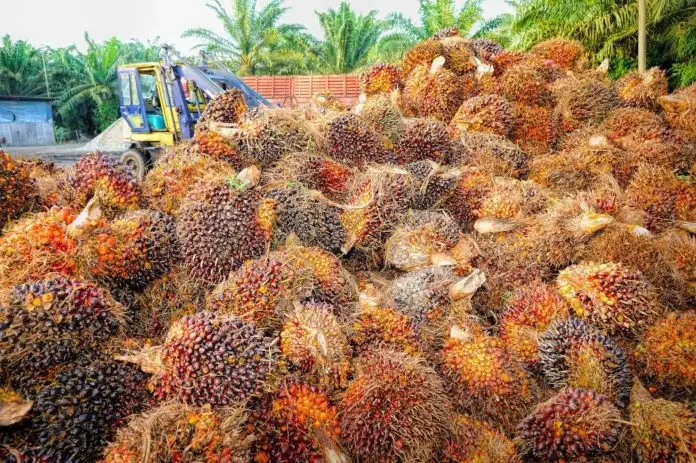 กนป.เตรียมหนุนส่งออก "น้ำมันปาล์ม" หลังผลผลิตโลกเพิ่ม