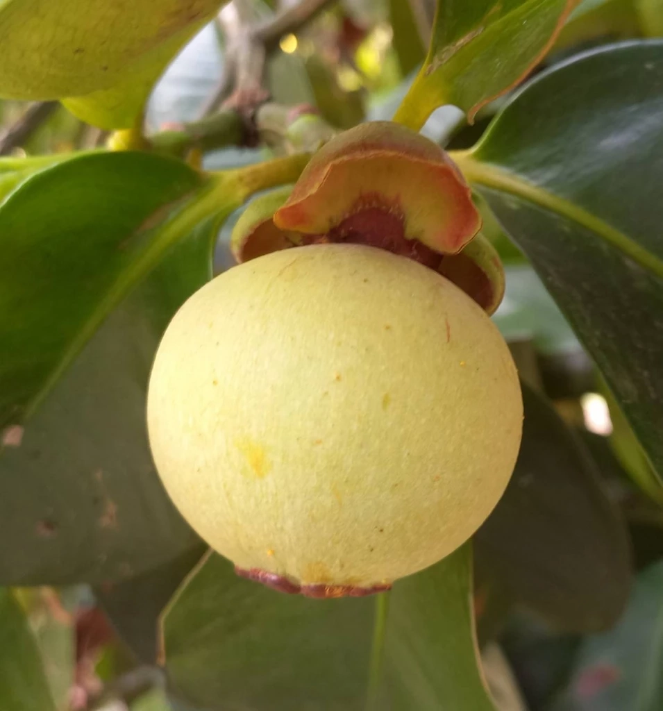 ผลผลิตมังคุด