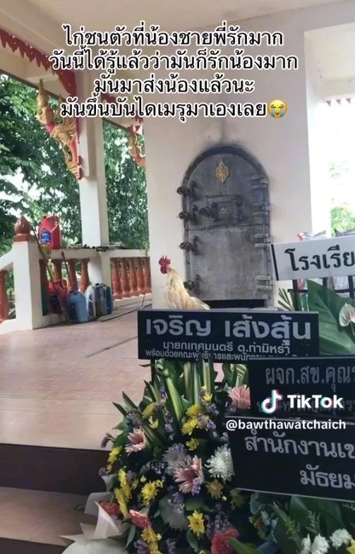 ไก่ชนตัวโปรด วิ่งขึ้นเมรุงานศพเจ้าของ ทำแขกและญาติสุดเศร้า ร้องกันระงม