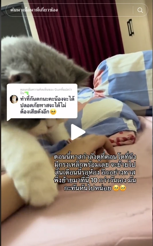 ใจหายแว่บ น้องแมวตกตึก 5 ชั้น ทำกระจกรถแตก โชคดีที่ไม่ได้รับบาดเจ็บหนัก