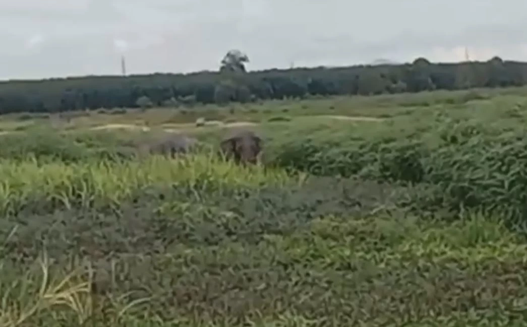 ระทึกกลางดึก ช้างป่า 3 เชือก ยกทีมเที่ยวห้องเช่า ทิ้งอึ-รอยเท้าไว้ดูต่างหน้า