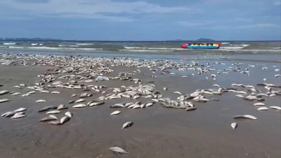 ปลาเน่าลอยเกลื่อน"หาดบางแสน" เรือลากอวนมักง่าย ปลด"ปลาหางโกย"ทิ้งลงทะเล