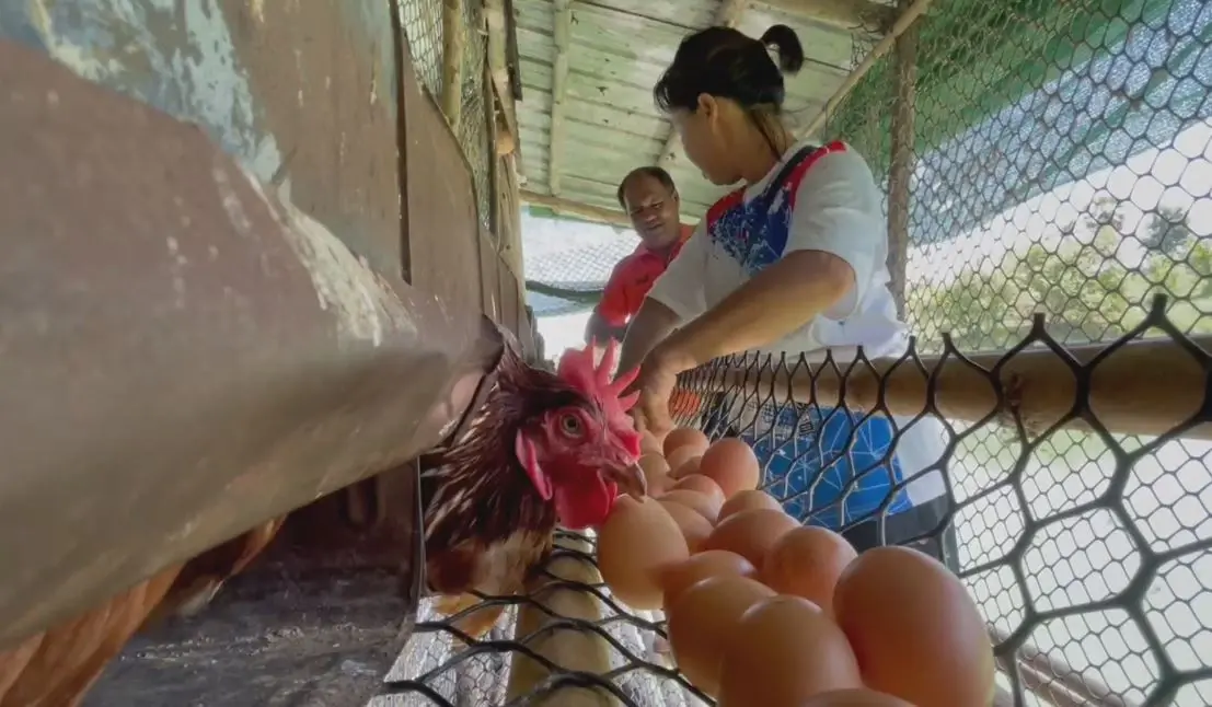เกษตรกรผู้เลี้ยงไก่ไข่โอด อาหารเลี้ยงไก่ราคาพุ่ง วอนรัฐช่วย