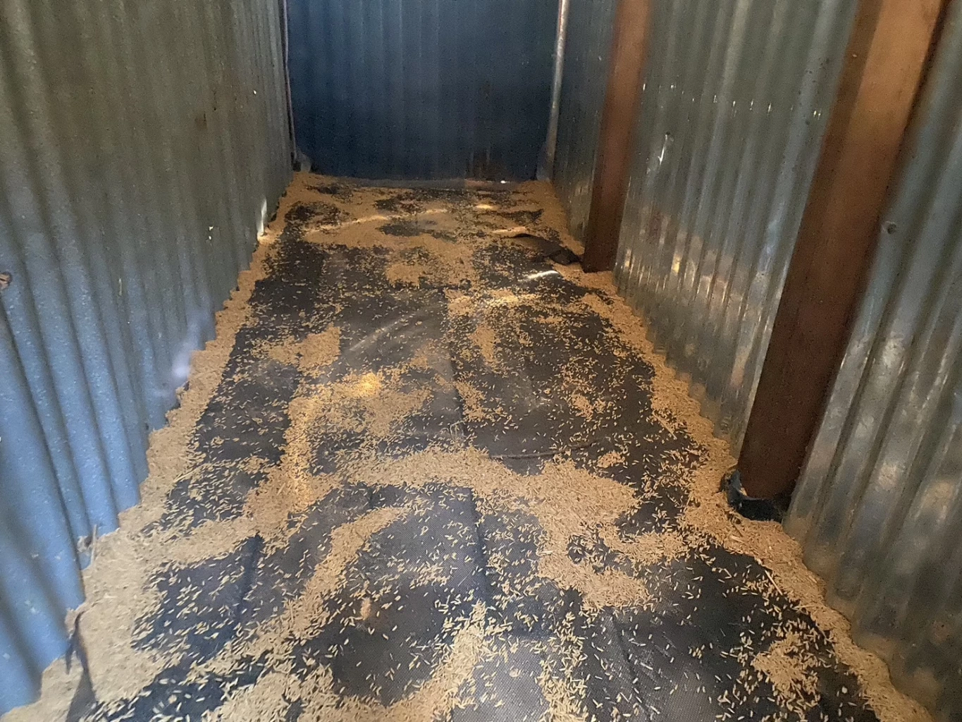 ทุกข์ชาวนา ครวญความเจ็บผ่าน"TikTok" โจรขโมยข้าวพันธุ์ทำนาเกลี้ยง (มีคลิป)