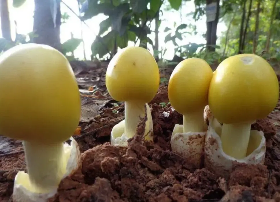 เห็ดระโงก