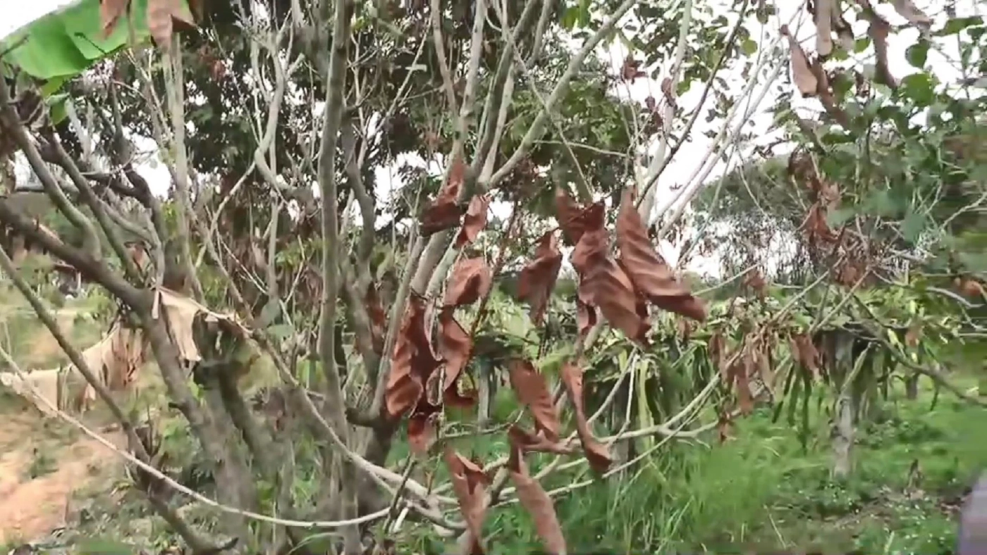 วิกฤต"เอลนีโญ" สัญญาณแล้งหนักมาเร็ว สวนผลไม้ทยอยยืนต้นตาย