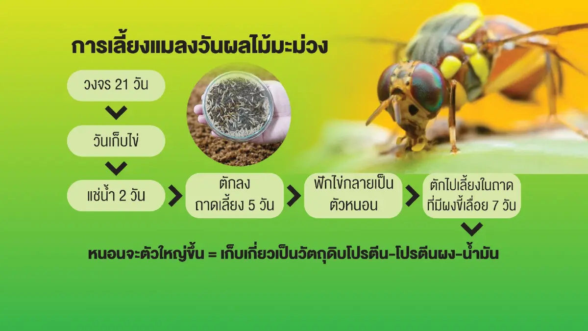 'หนอนมะม่วง' โปรตีนอนาคต! ทางรอดของมนุษย์