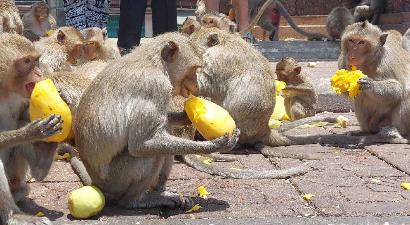 สาวลพบุรีถูกรางวัลที่ 2 ซื้อผลไม้ 20 ตัน เลี้ยงลิงแก้บน