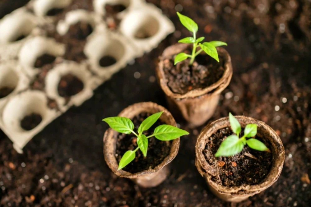 เปิด 5 วิธีลดเสี่ยงสารเคมีในผักผลไม้ อร่อยได้อย่างปลอดภัยไร้สารพิษ