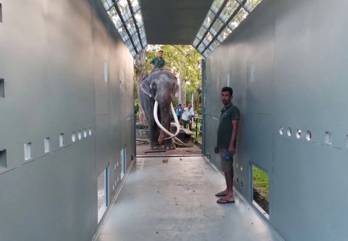 สัญญาณดี "พลายศักดิ์สุรินทร์" เริ่มคุ้นชินควาญช้าง ฝึกยืนในกรงราบรื่น