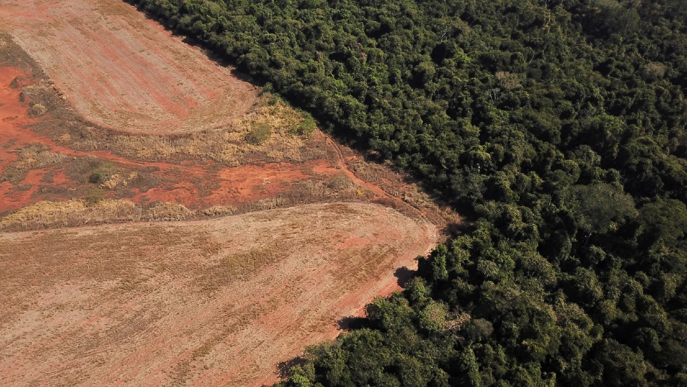 โลกร้อง คำมั่นสัญญายุติการตัดไม้ทำลายป่าที่ COP26 กำลังไปแบบผิดแผน!!