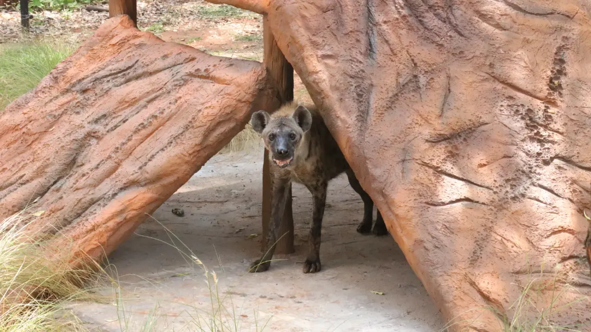 สวนสัตว์โคราช เปิดบ้านหลังใหม่ให้ฝูงนักล่า "ไฮยีนาลายจุด"