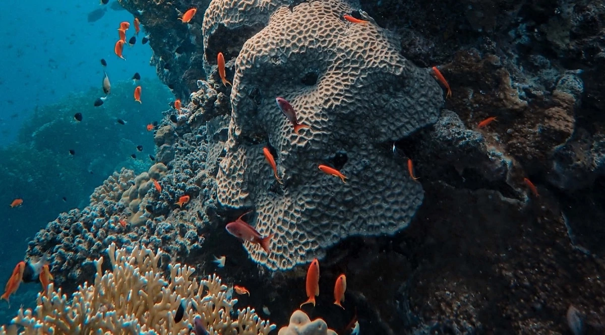 โลกร้อนทำทะเลเดือด ! เหตุผลหลักทำปะการังฟอกขาว