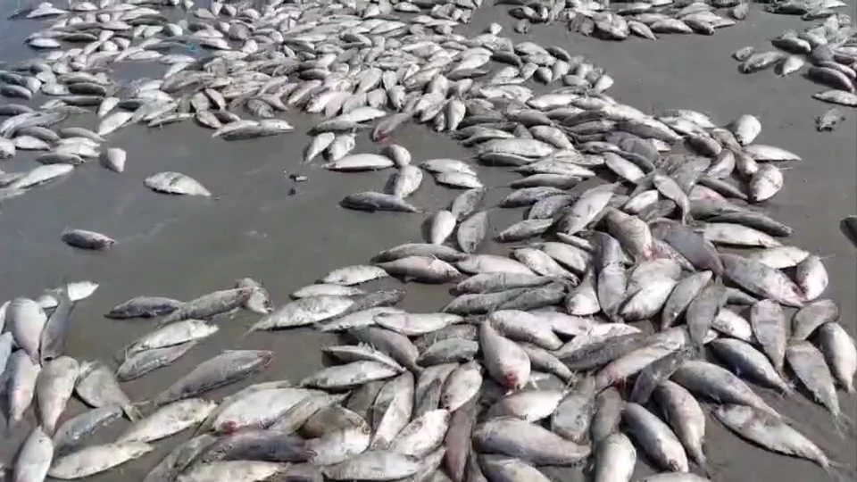 ปลาเน่าลอยเกลื่อน"หาดบางแสน" เรือลากอวนมักง่าย ปลด"ปลาหางโกย"ทิ้งลงทะเล