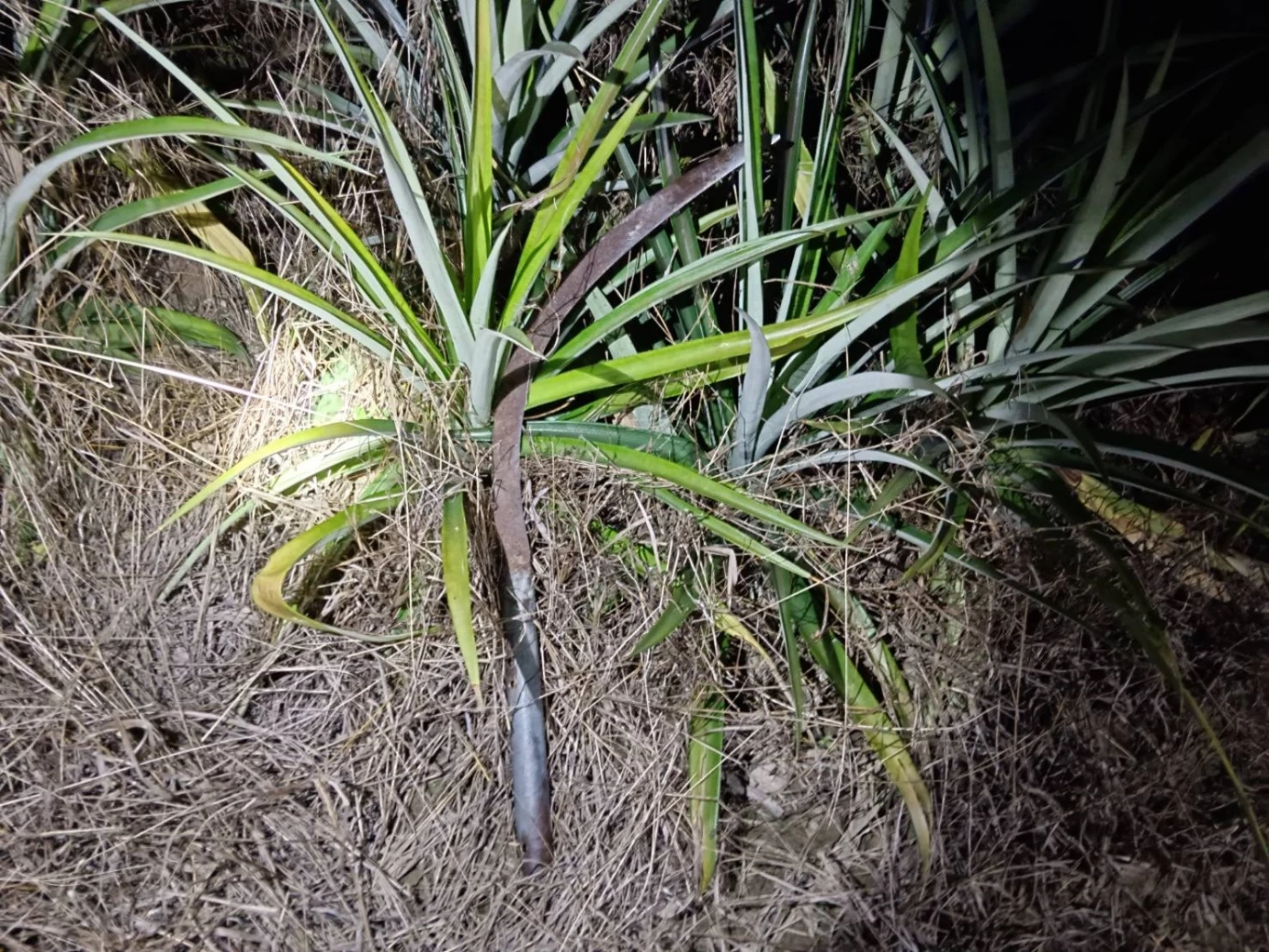 สุดสลด! ลูกทรพี เมาเหล้าคลั่งยา ใช้เคียวตัดปาล์ม ทำร้ายพ่อดับ