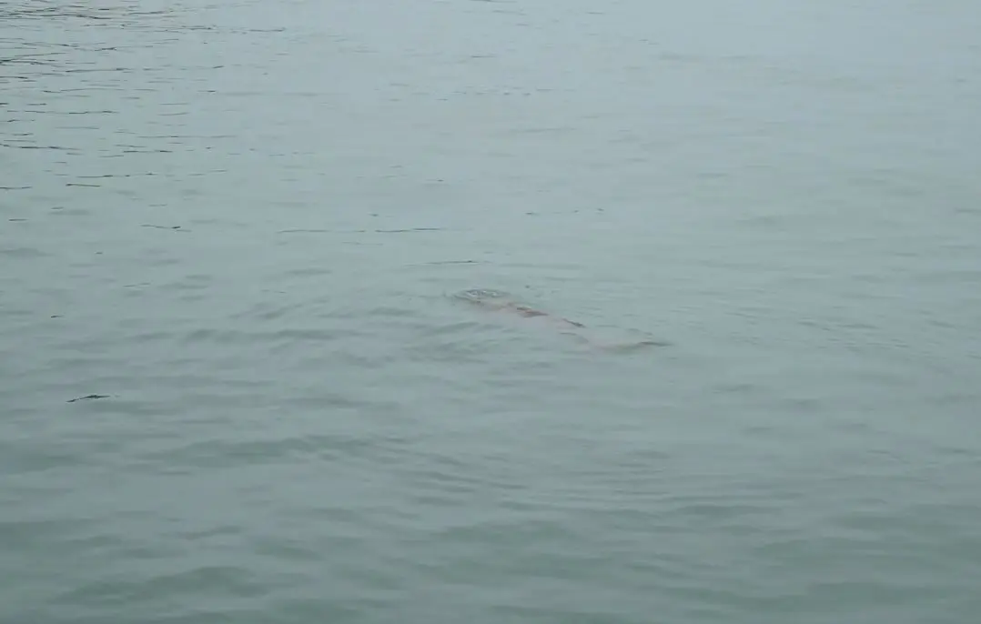 กรมอุทยานฯ วางแนวทุ่นชะลอความเร็วเรือ "บ้านเกาะมุกด์" อนุรักษ์พะยูน