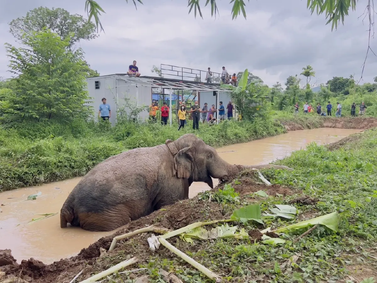 ช่วยได้แล้ว! พลายสาริกา ช้างเซเลปเขาใหญ่ พลัดตกบ่อน้ำลึก 2 เมตร