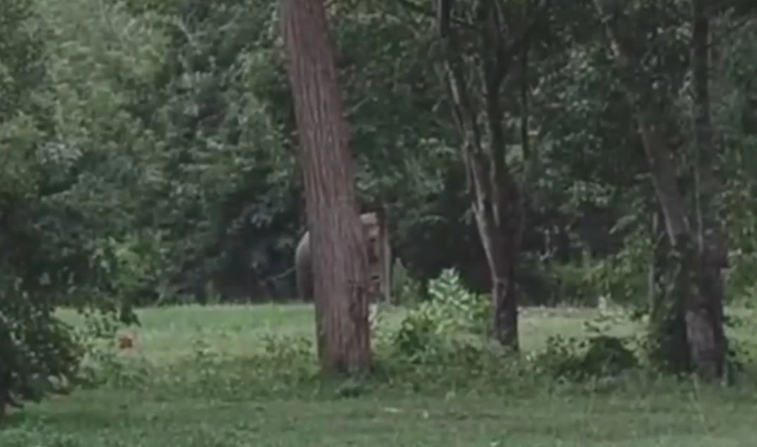 ช้างป่าฉุน หมารุมเห่าไล่ต้อน เลยส่งเสียงร้องดังลั่น ทำตูบไม่กล้าหือ (คลิป)