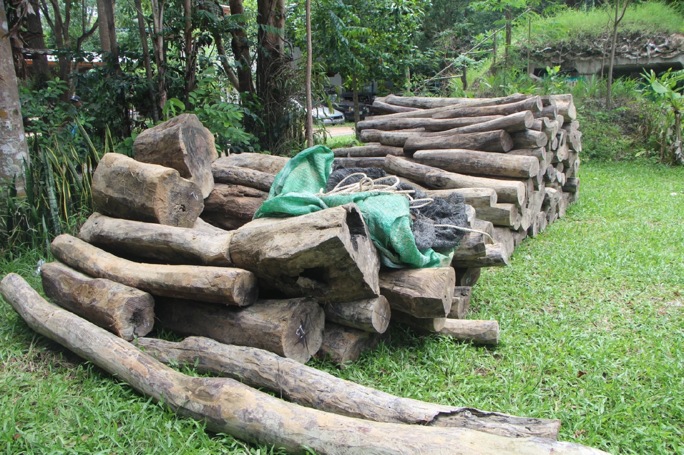 "ชัยวัฒน์" นำจับแก๊งไม้พะยูง "มู่หลาน" พบมี จนท.รัฐเข้าไปมีเอี่ยว