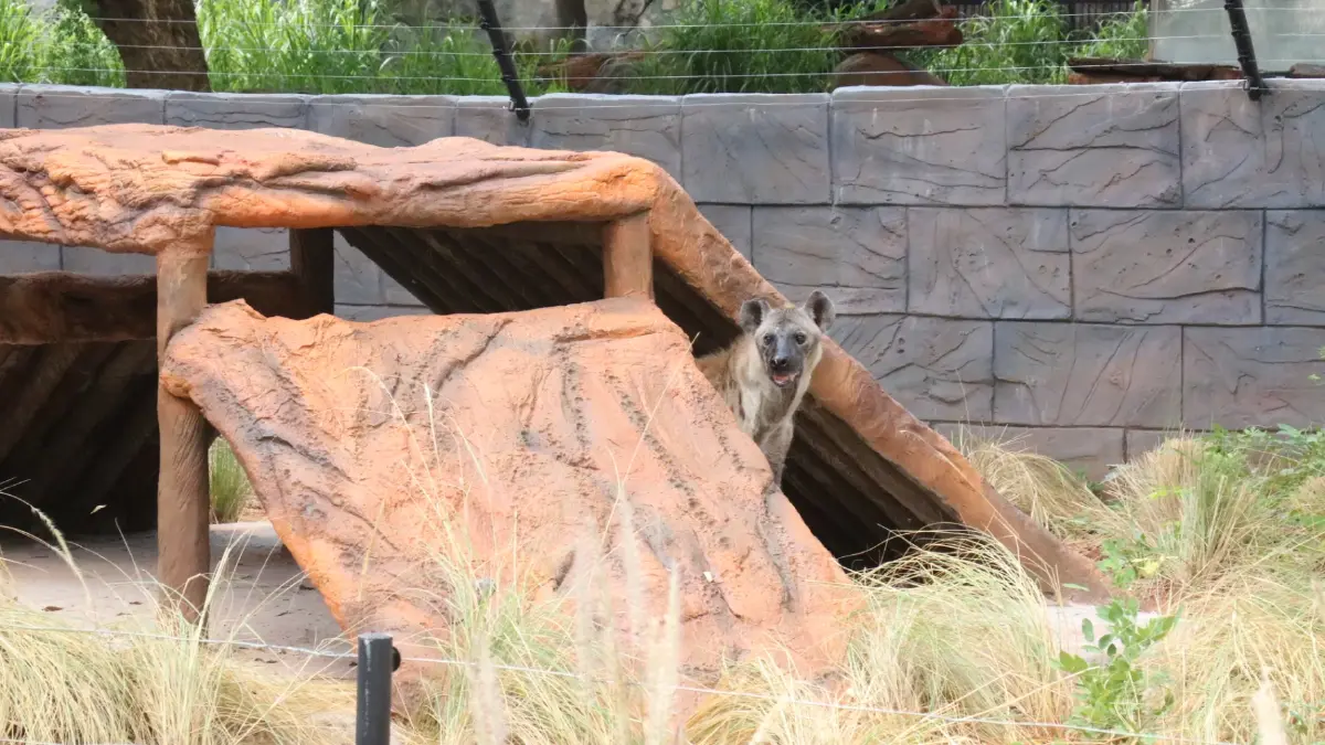 สวนสัตว์โคราช เปิดบ้านหลังใหม่ให้ฝูงนักล่า "ไฮยีนาลายจุด"