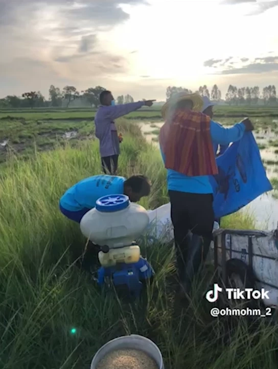 ทุกข์ชาวนา ครวญความเจ็บผ่าน"TikTok" โจรขโมยข้าวพันธุ์ทำนาเกลี้ยง (มีคลิป)