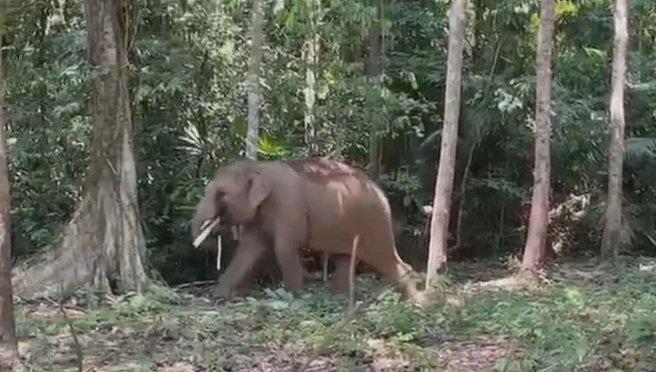 ช้างป่าแสนดื้อ "เจ้าหงส์ทอง" จ่าโขลง พาสมาชิกบุกสวนผลไม้ชาวบ้าน