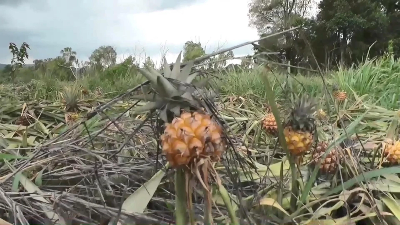 วิกฤต"เอลนีโญ" สัญญาณแล้งหนักมาเร็ว สวนผลไม้ทยอยยืนต้นตาย