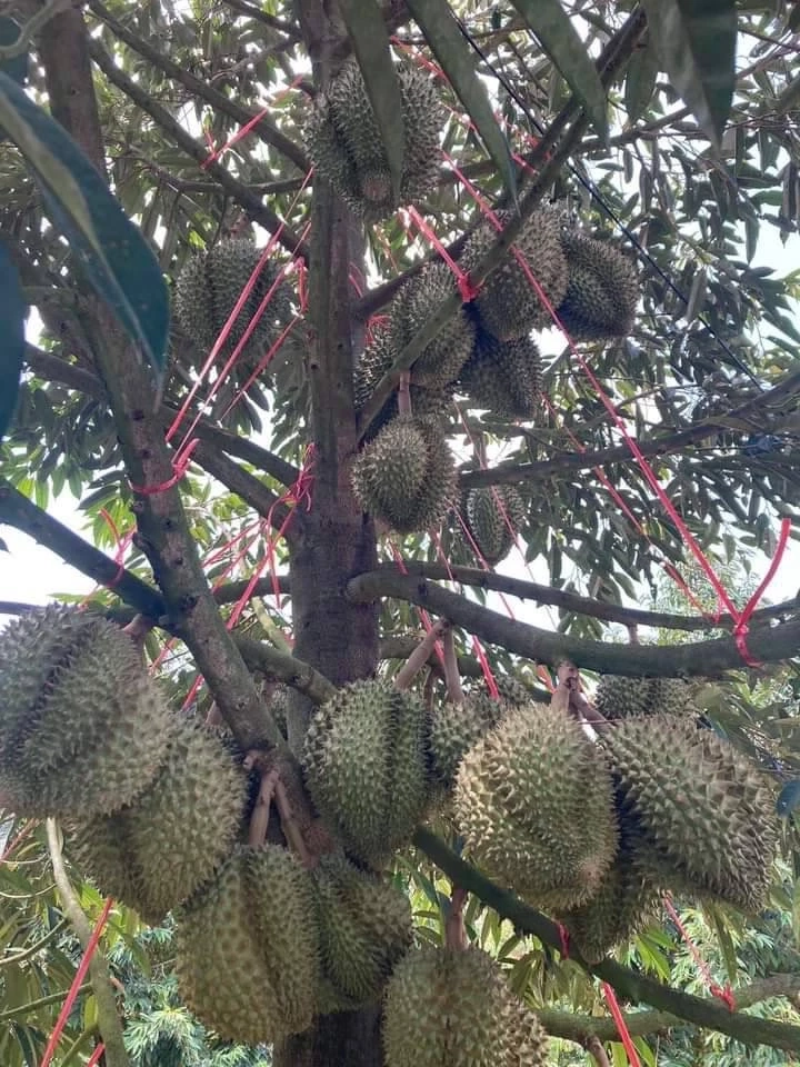 สศก.เผยผลผลิต ผลไม้ตะวันออก "ทุเรียน มังคุด เงาะ ลองกอง" ปีนี้ 1.05 ล้านตัน