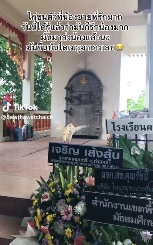 ไก่ชนตัวโปรด วิ่งขึ้นเมรุงานศพเจ้าของ ทำแขกและญาติสุดเศร้า ร้องกันระงม