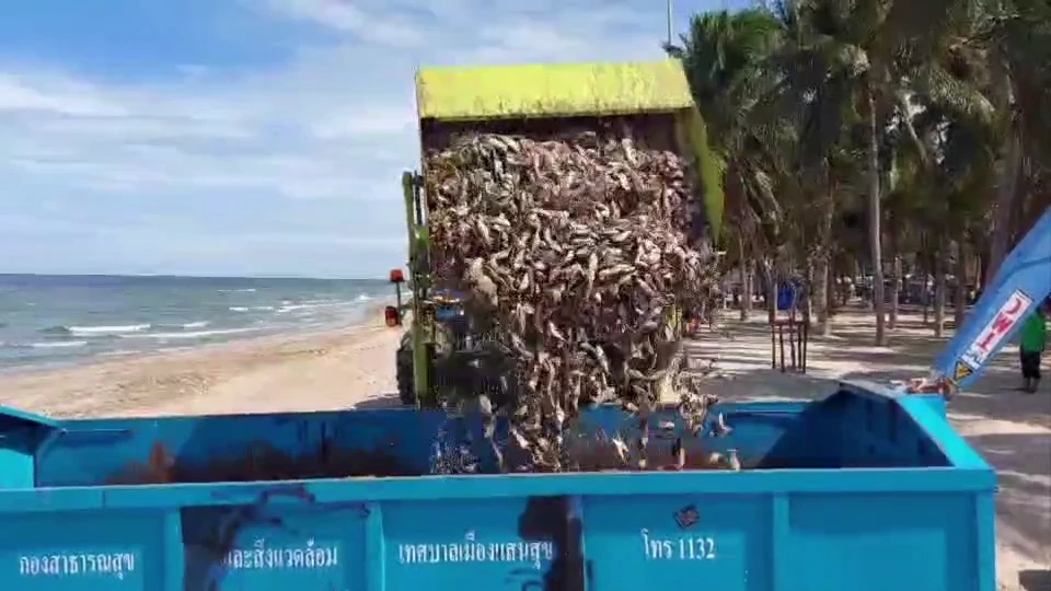 ปลาเน่าลอยเกลื่อน"หาดบางแสน" เรือลากอวนมักง่าย ปลด"ปลาหางโกย"ทิ้งลงทะเล