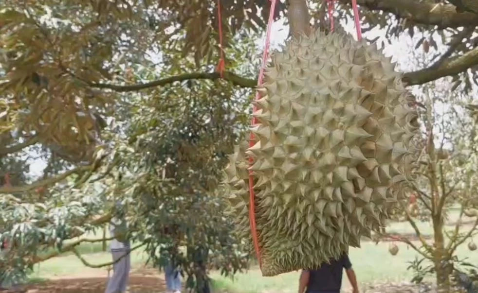 คึกคัก! นทท.แห่ชิมทุเรียนเสิงสาง ยอดขายวันละ 1 ตัน สร้างรายได้อย่างงาม