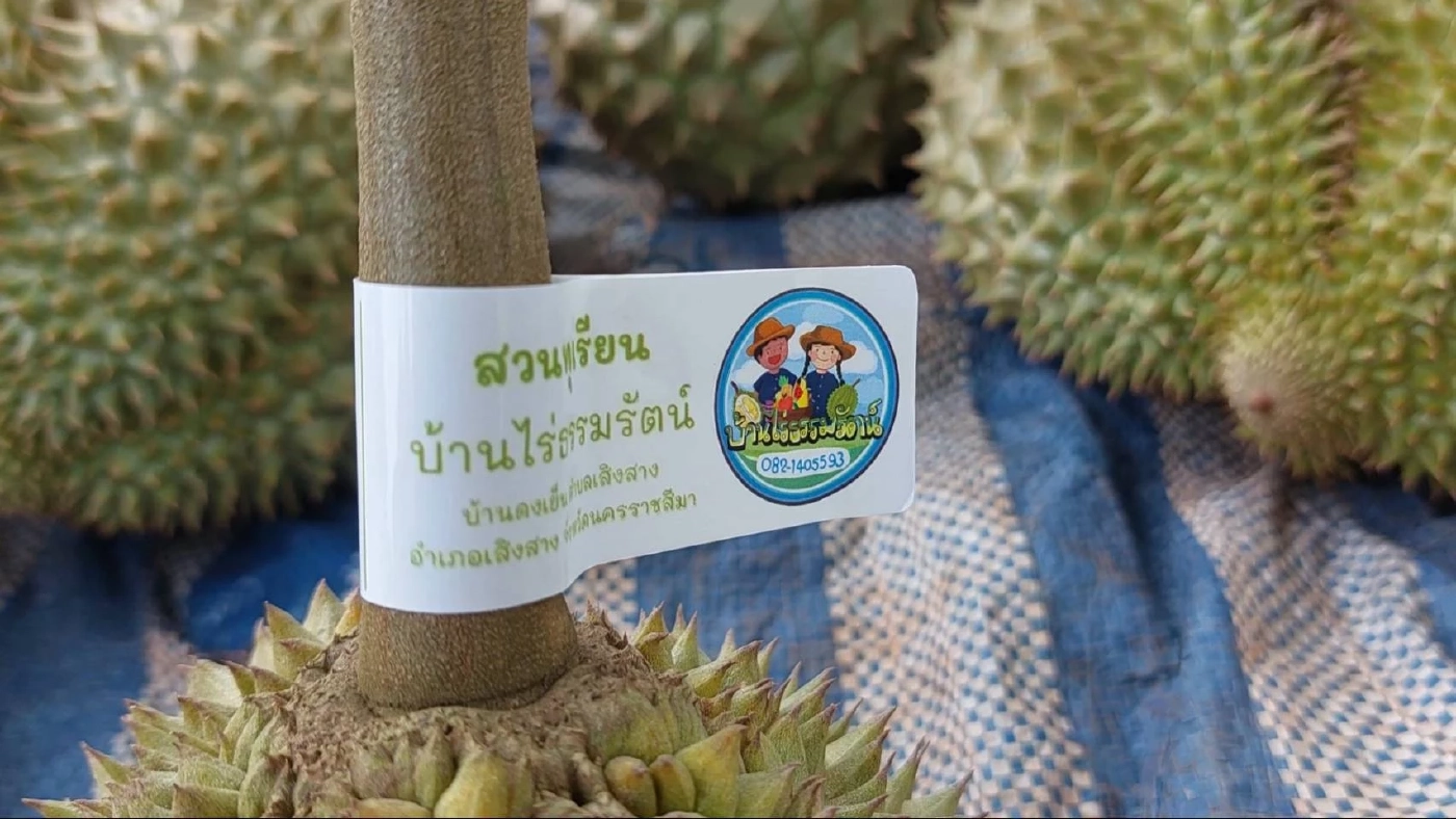 คึกคัก! นทท.แห่ชิมทุเรียนเสิงสาง ยอดขายวันละ 1 ตัน สร้างรายได้อย่างงาม