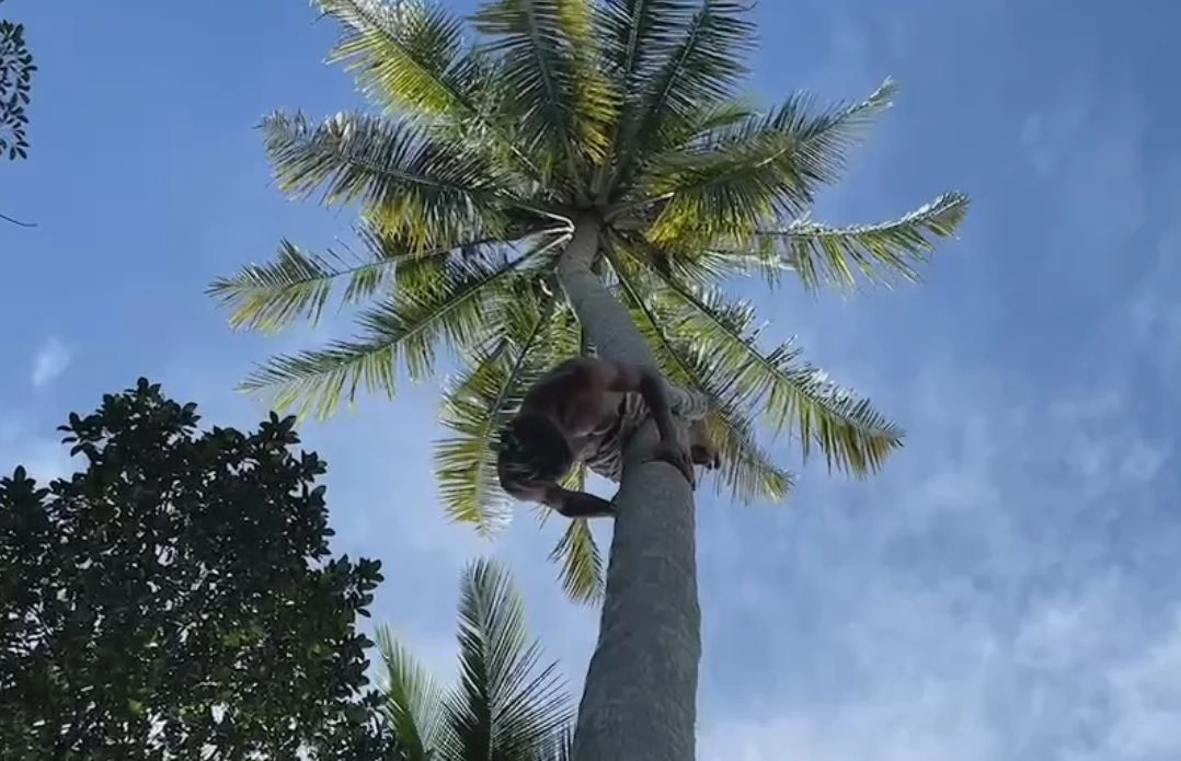 สุดทึ่ง! หนุ่มโชว์พลังคอแข็ง ห้อยกับคานไม้ แถมถือถังทรายหนัก 20 กก.