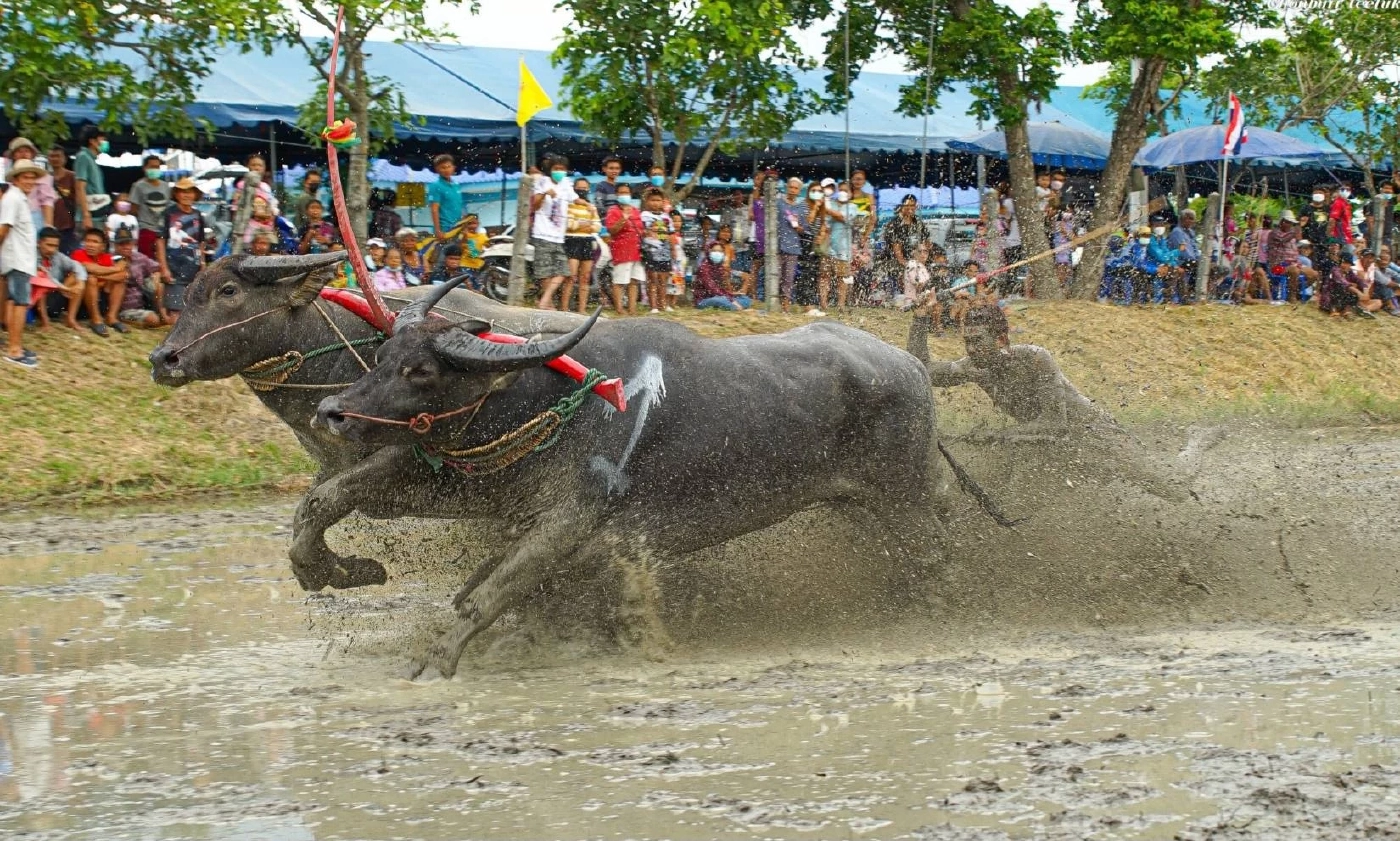 คึกคัก! จัดงานอนุรักษ์ประเพณีท้องถิ่นวิ่งควาย สร้างสามัคคีในชุมชน