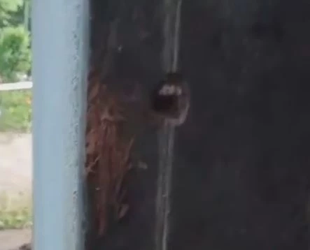 2 โจรเหี้ยมบุกงัดร้านชำ รัดคอยาย 74 ดับ ต่อหน้าลูกสาวใบ้ ได้แค่มือถือ 2 เครื่อง