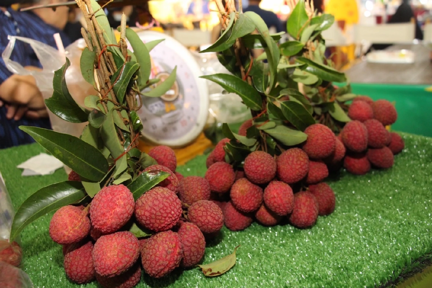 ของดี! "ลิ้นจี่จักรพรรดิ์" สร้างรายได้ให้เชียงใหม่ ทะลุพันล้านต่อปี