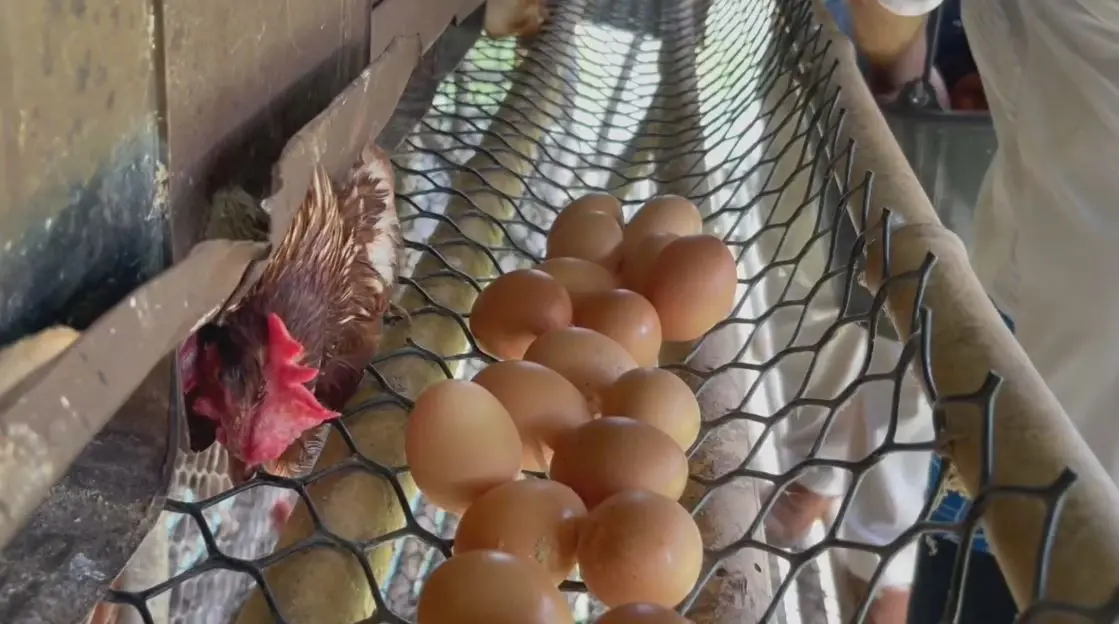 เกษตรกรผู้เลี้ยงไก่ไข่โอด อาหารเลี้ยงไก่ราคาพุ่ง วอนรัฐช่วย