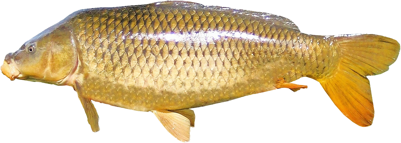 ชวนส่องพฤติกรรมของสัตว์ กับลางบอกเหตุ ที่จะเกิดแผ่นดินไหว