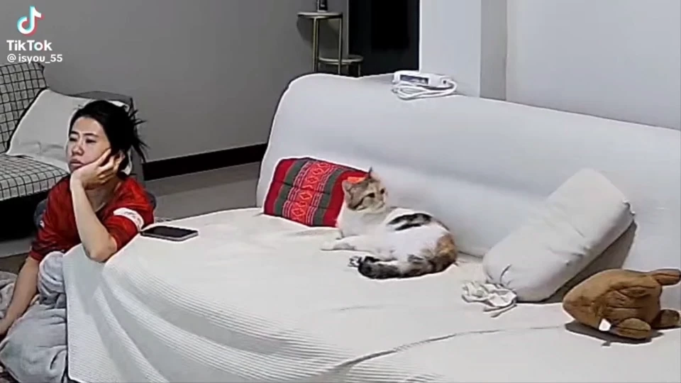 เปิดคลิปหาชมยาก แมวสะดุ้ง ฝูงปลาแม่น้ำแตกตื่น เหตุแผ่นดินไหวพิษณุโลก