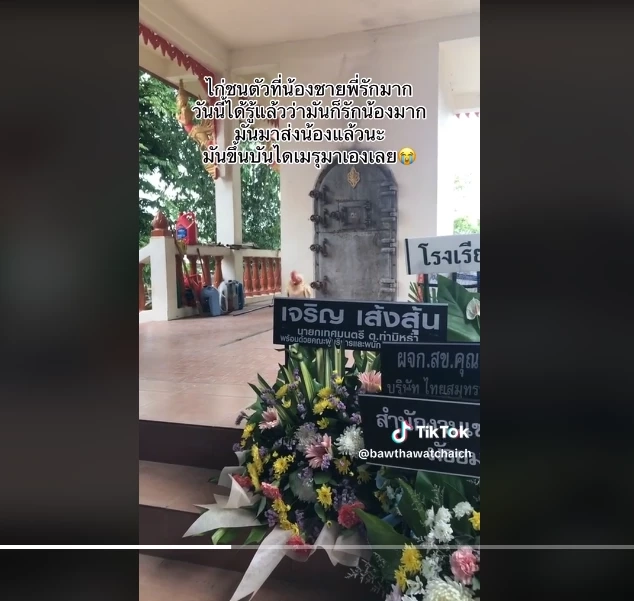 ไก่ชนตัวโปรด วิ่งขึ้นเมรุงานศพเจ้าของ ทำแขกและญาติสุดเศร้า ร้องกันระงม