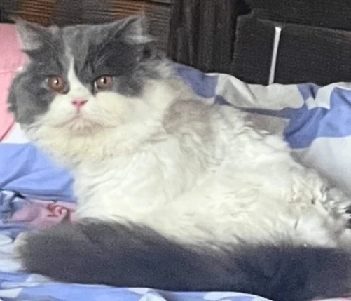 ใจหายแว่บ น้องแมวตกตึก 5 ชั้น ทำกระจกรถแตก โชคดีที่ไม่ได้รับบาดเจ็บหนัก