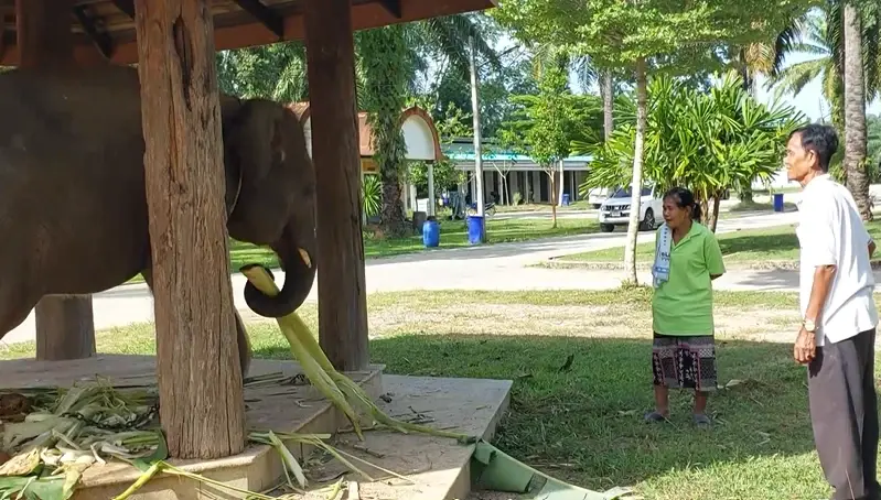 แชร์สนั่น! วัดดังกระบี่ ใช้ลวดหนามพันคอลูกช้างเพื่อฝึกให้เชื่อง